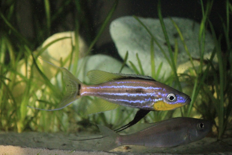 Benthochromis horii 'Mvuna Island'